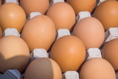 Taze çiftlik yumurtası. Tavuk yumurta