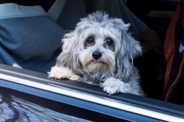 köpek araba ve pencereden dışarı bakarak oturur