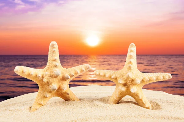 Concepto de verano. estrella de mar en una playa — Foto de Stock