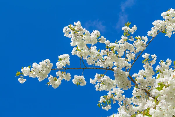 Fiori primaverili. Sfondo primavera — Foto Stock