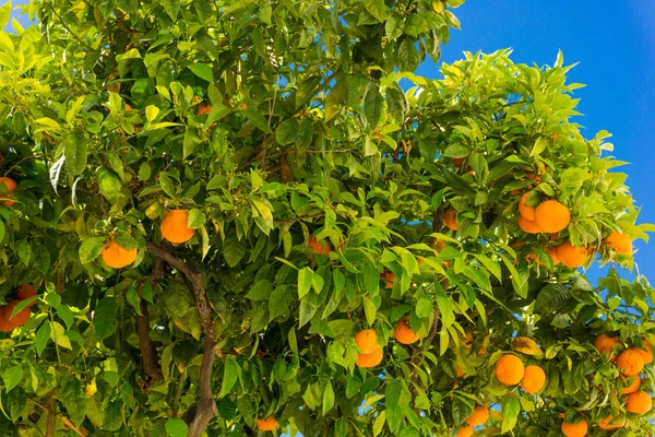Πορτοκαλί δέντρο. πορτοκάλια κρέμονται δέντρο. Ώριμα μανταρίνια σε ένα δέντρο σουτιέν — Φωτογραφία Αρχείου