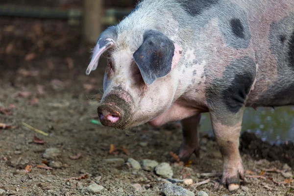 Porco em uma fazenda — Fotografia de Stock