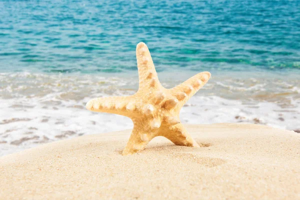 Playa de arena. Estrella de mar en la playa. Hora de verano —  Fotos de Stock