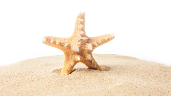 Starfish on the beach. Starfish isolated on white background — Stock Photo, Image