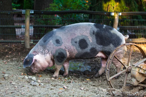 Varken op een boerderij — Stockfoto