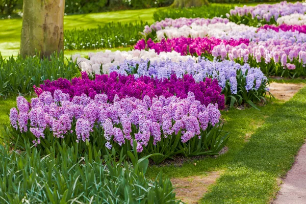 Hyacinth flowers. spring garden — Stock Photo, Image