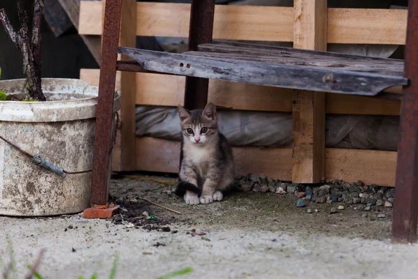 Cinza pequeno gatinho jogando — Fotografia de Stock