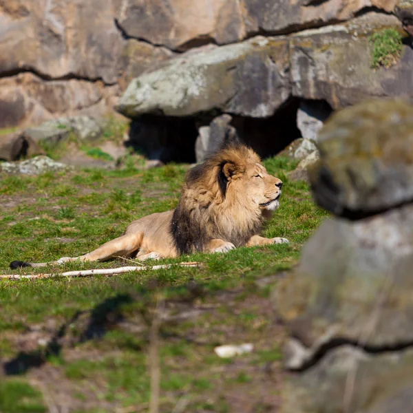 Μεγάλο αρσενικό λιοντάρι ξαπλωμένο στο γρασίδι — Φωτογραφία Αρχείου