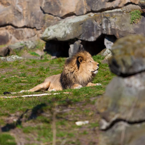 Big male lion lying on the grass — Stock Photo, Image