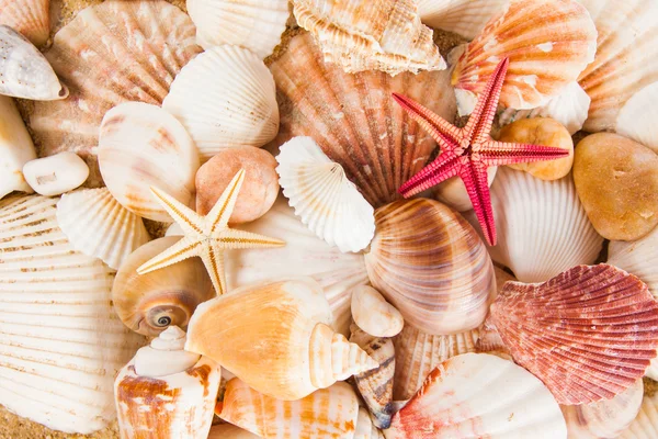 Summer background.  Sea shells with sand as background Stock Picture