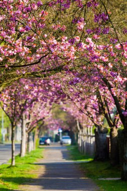 Kiraz çiçeği yolu. Güzel manzara