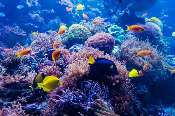 Beautiful underwater world — Stock Photo, Image