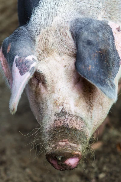 Cerdo grande en una granja —  Fotos de Stock