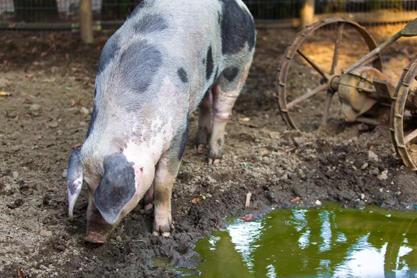 Duża świnia na farmie — Zdjęcie stockowe