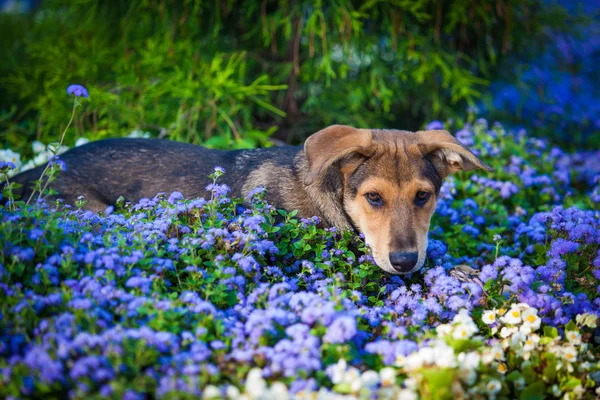 Dog in a flower field — Stock Photo, Image