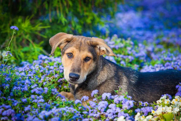 Çiçeklerdeki köpek. Köpek Portresi — Stok fotoğraf