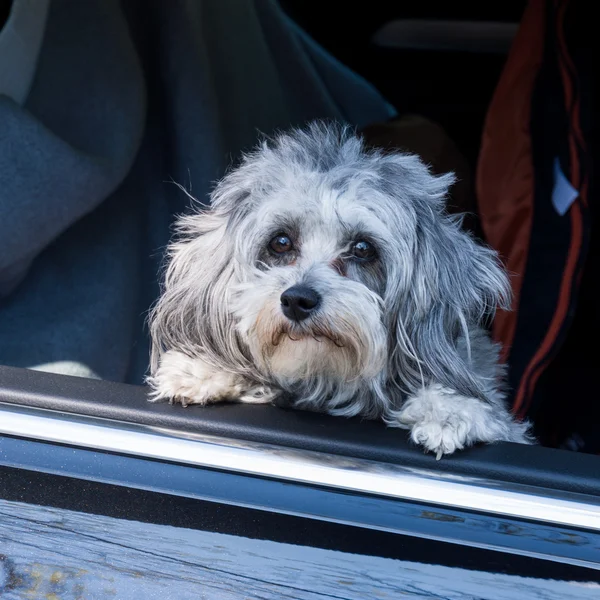 Hond zit in de auto en keek uit het raam — Stockfoto