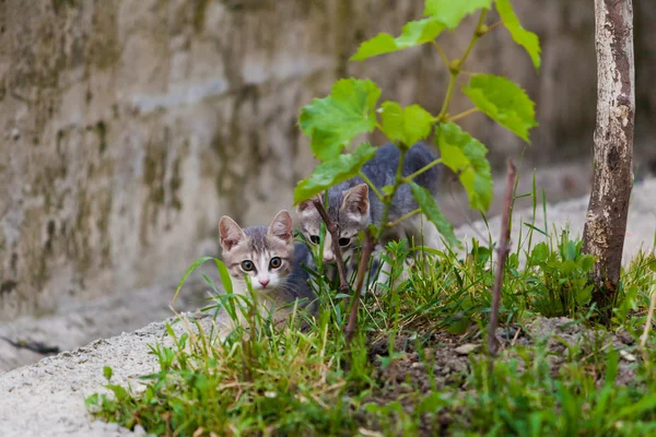 Cinza pequeno gatinho jogando — Fotografia de Stock