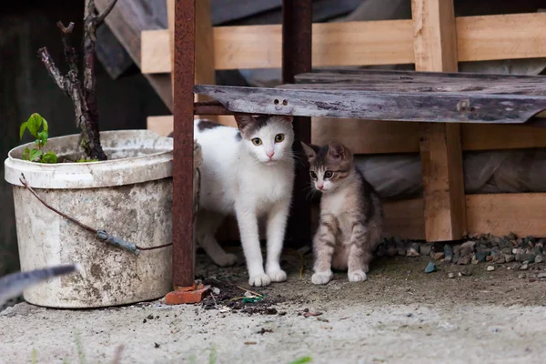 Gatito y su madre — Foto de Stock