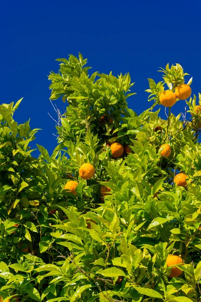 Laranjeira. laranjas penduradas árvore. tangerinas maduras em um sutiã de árvore — Fotografia de Stock