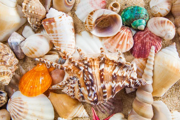 Sfondo estivo. Conchiglie di mare con sabbia come sfondo — Foto Stock