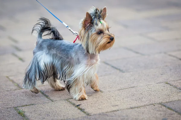 Yorkshire Terrier perro — Foto de Stock