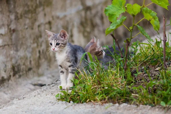 灰色的小猫玩 免版税图库照片