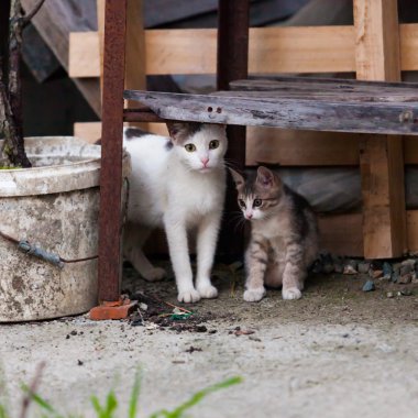 yavru kedi ve annesi