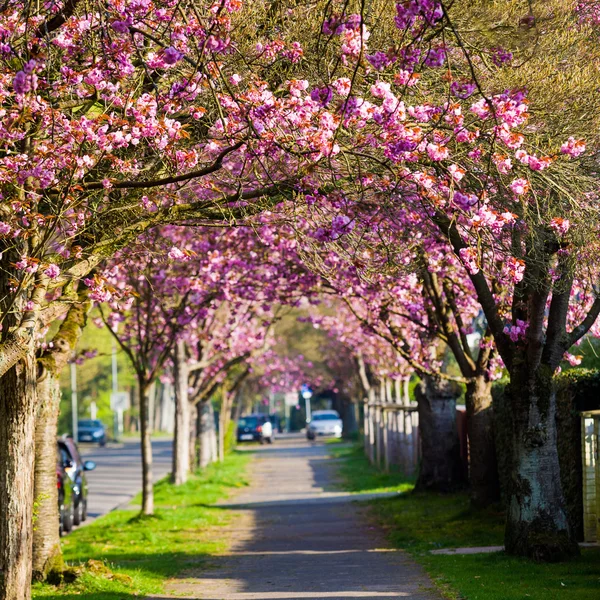 Cherry Blossom Pathway. Bellissimo paesaggio — Foto Stock