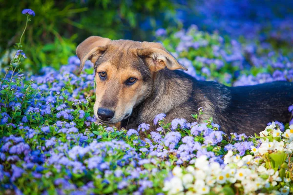Hund in einem Blumenfeld — Stockfoto