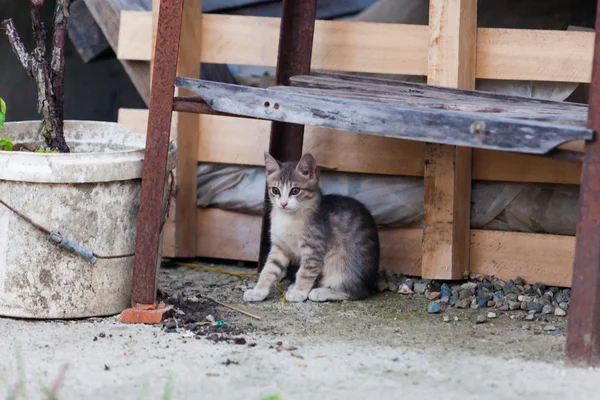 Cinza pequeno gatinho jogando — Fotografia de Stock