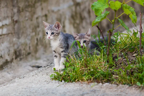 Cinza pequeno gatinho jogando — Fotografia de Stock