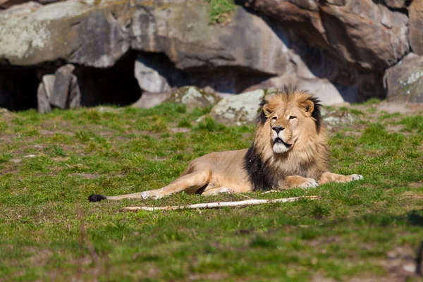 Grote mannelijke leeuw liggend op het gras — Stockfoto