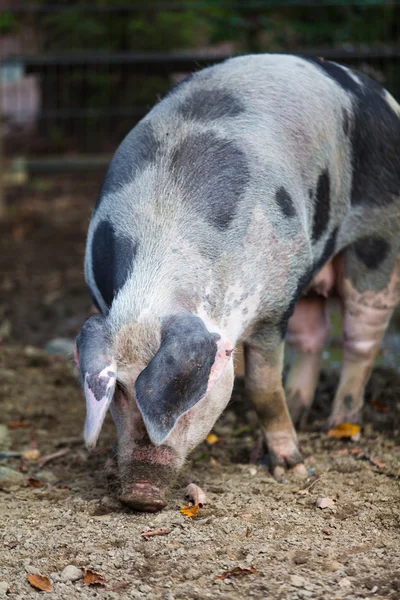 Cerdo en una granja —  Fotos de Stock