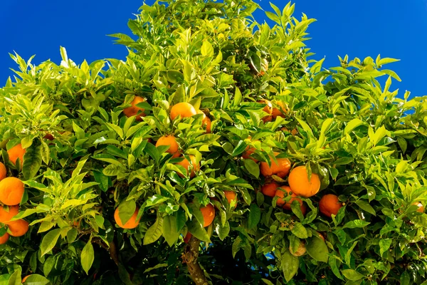 Un oranger. oranges pendaison arbre. mandarines mûres sur un soutien-gorge d'arbre — Photo