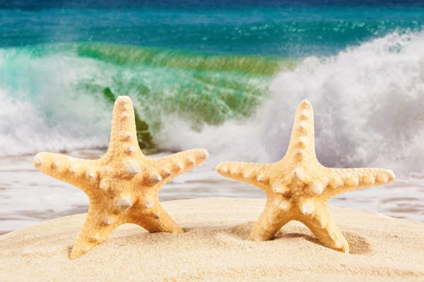 Concepto de verano. estrella de mar en una playa — Foto de Stock