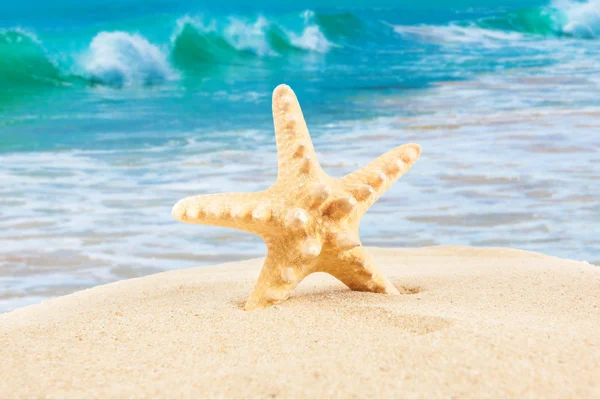 Zandstrand. Zeesterren op het strand. Zomertijd — Stockfoto