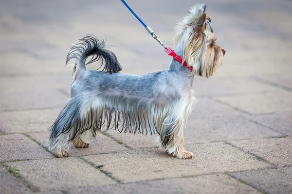 Yorkshire Terrier perro — Foto de Stock