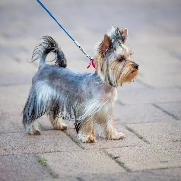 Yorkshire Terrier perro — Foto de Stock