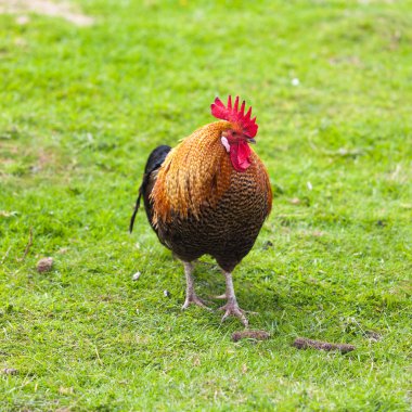 renkli horoz. Güzel horoz