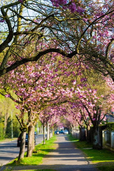 Kiraz çiçeği yolu. Güzel manzara — Stok fotoğraf