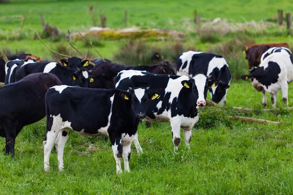 Rinderherde. Kühe auf einer grünen Wiese. Kühe auf der Weide — Stockfoto