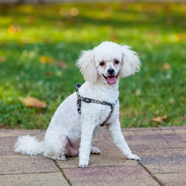 Deniz kabukları arka plan 6