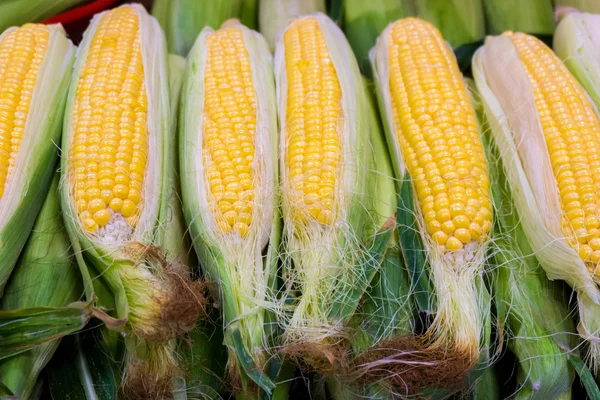 Свіжа органічна кукурудза. Солодка кукурудзяна купа. Кукурудза на продаж у фермерів ма — стокове фото