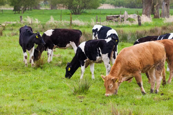 Uma manada de vacas. Vacas num campo verde. vacas no prado — Fotografia de Stock