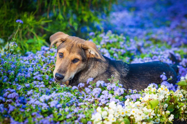Çiçeklerdeki köpek. Köpek Portresi — Stok fotoğraf