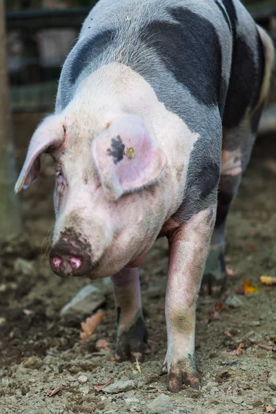 Grande porco em uma fazenda — Fotografia de Stock