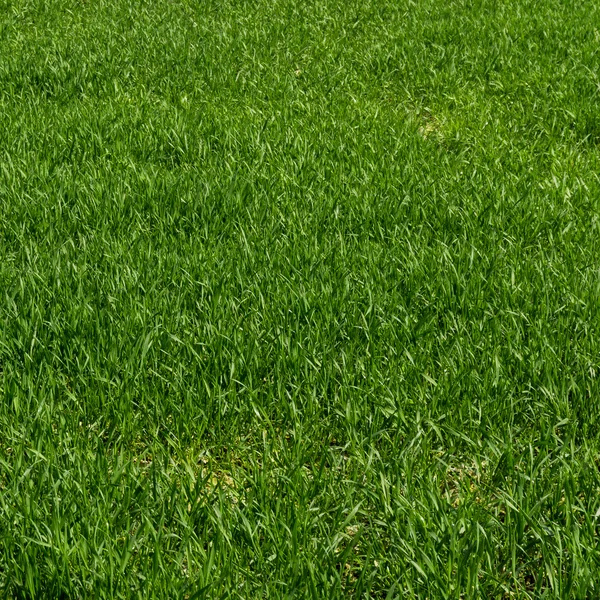 Groene gras textuur van een veld — Stockfoto