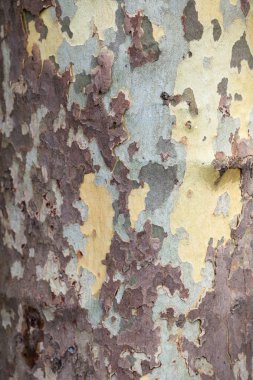 Ahşap doku. Platan ağaç