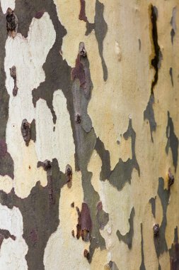 Ahşap doku. Platan ağaç